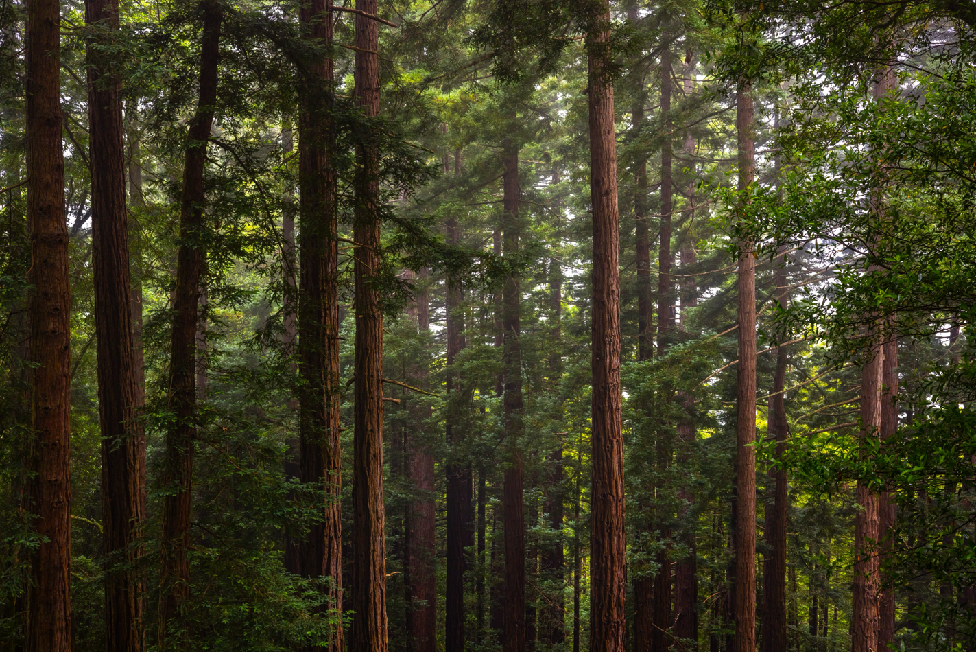 A forest of trees with many trees

Description automatically generated